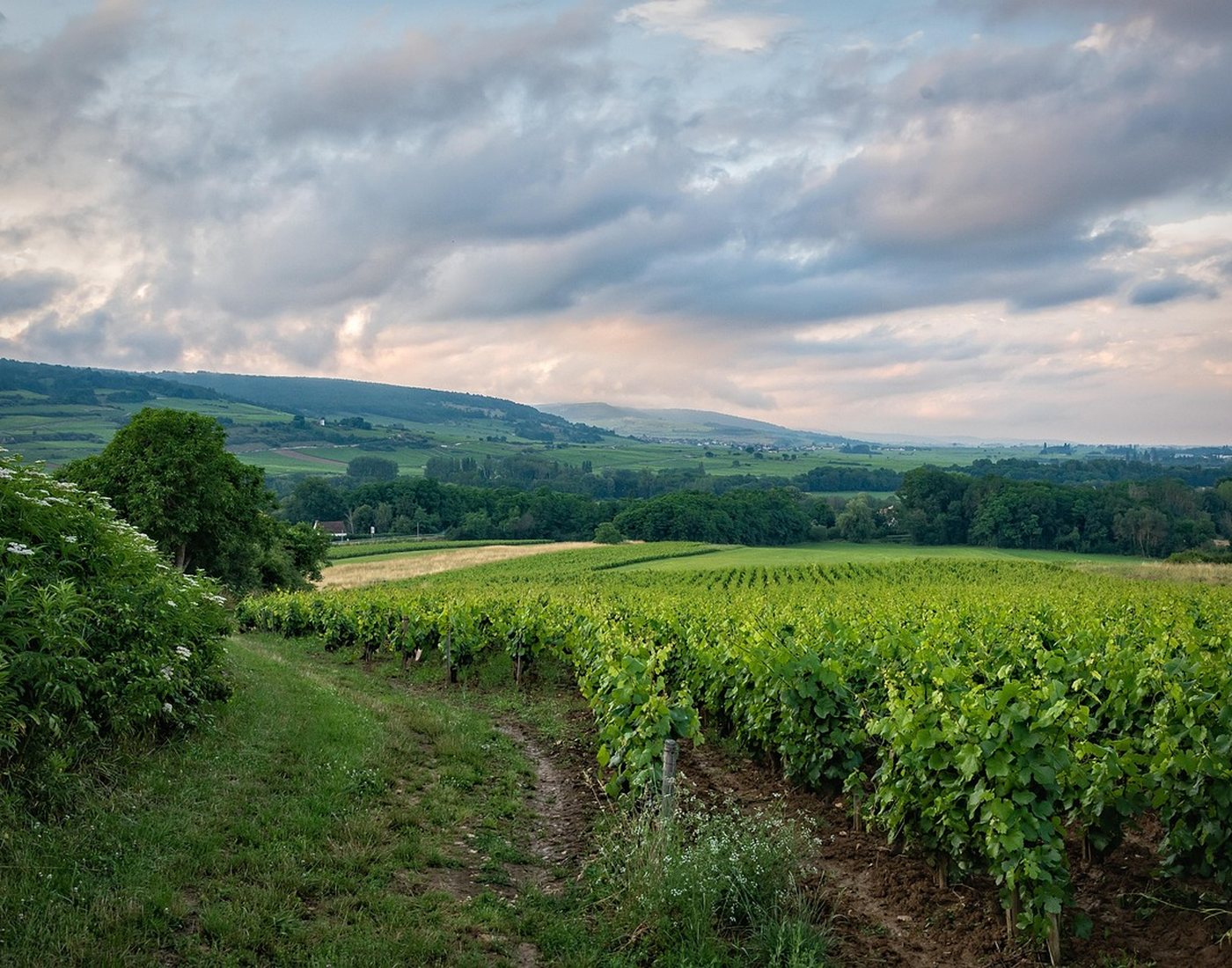 Vignes et collines de Bourgogne autour de Sologny